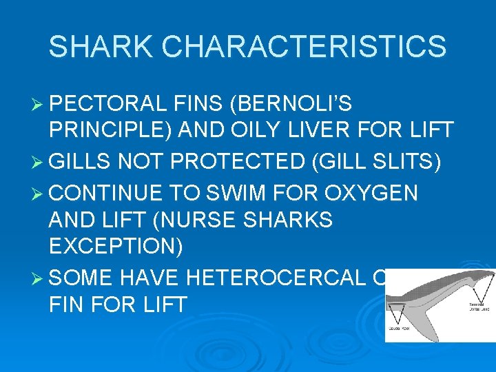 SHARK CHARACTERISTICS Ø PECTORAL FINS (BERNOLI’S PRINCIPLE) AND OILY LIVER FOR LIFT Ø GILLS SHARK CHARACTERISTICS Ø PECTORAL FINS (BERNOLI’S PRINCIPLE) AND OILY LIVER FOR LIFT Ø GILLS