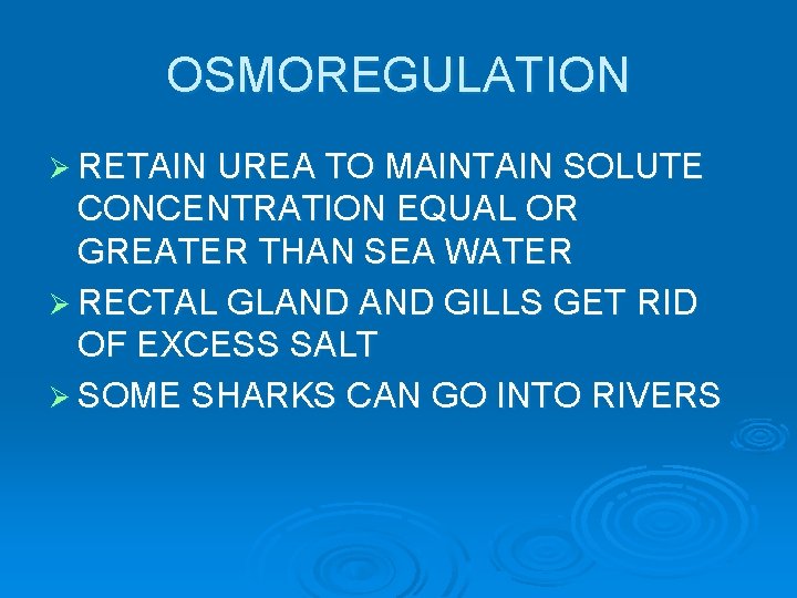 OSMOREGULATION Ø RETAIN UREA TO MAINTAIN SOLUTE CONCENTRATION EQUAL OR GREATER THAN SEA WATER OSMOREGULATION Ø RETAIN UREA TO MAINTAIN SOLUTE CONCENTRATION EQUAL OR GREATER THAN SEA WATER