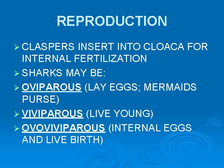 REPRODUCTION Ø CLASPERS INSERT INTO CLOACA FOR INTERNAL FERTILIZATION Ø SHARKS MAY BE: Ø REPRODUCTION Ø CLASPERS INSERT INTO CLOACA FOR INTERNAL FERTILIZATION Ø SHARKS MAY BE: Ø