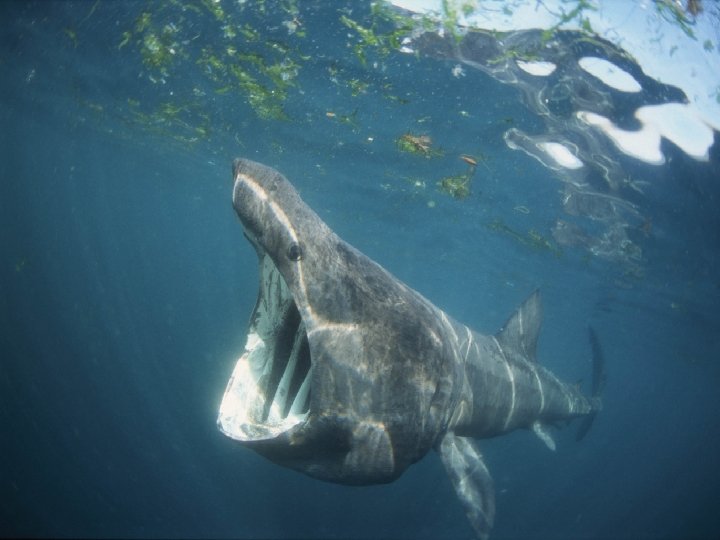 LARGEST FISHES Ø WHALE SHARK (60 FT) Ø BASKING SHARK (50 FT) Ø BOTH LARGEST FISHES Ø WHALE SHARK (60 FT) Ø BASKING SHARK (50 FT) Ø BOTH