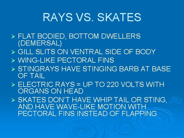 RAYS VS. SKATES FLAT BODIED, BOTTOM DWELLERS (DEMERSAL) Ø GILL SLITS ON VENTRAL SIDE RAYS VS. SKATES FLAT BODIED, BOTTOM DWELLERS (DEMERSAL) Ø GILL SLITS ON VENTRAL SIDE