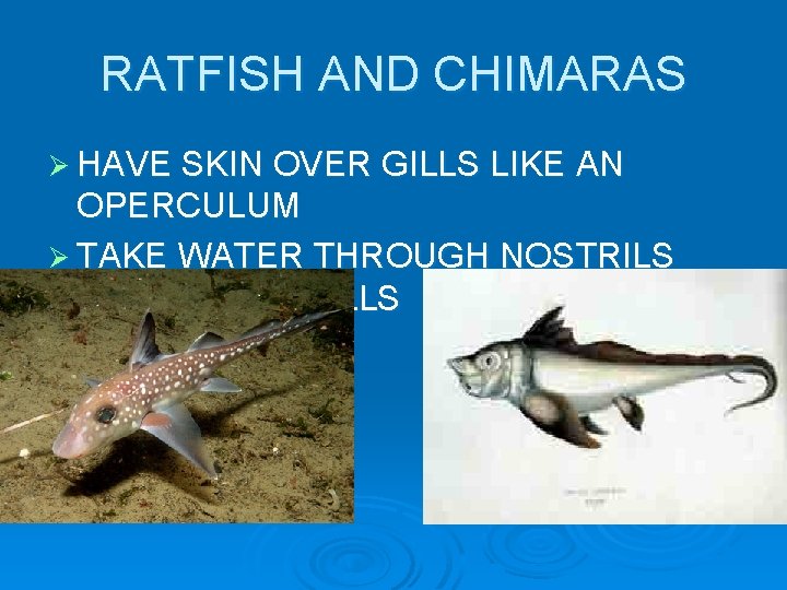 RATFISH AND CHIMARAS Ø HAVE SKIN OVER GILLS LIKE AN OPERCULUM Ø TAKE WATER RATFISH AND CHIMARAS Ø HAVE SKIN OVER GILLS LIKE AN OPERCULUM Ø TAKE WATER