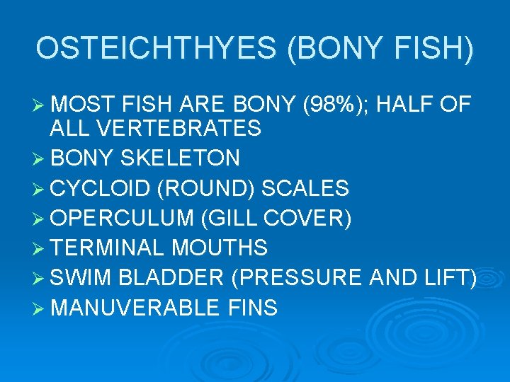 OSTEICHTHYES (BONY FISH) Ø MOST FISH ARE BONY (98%); HALF OF ALL VERTEBRATES Ø OSTEICHTHYES (BONY FISH) Ø MOST FISH ARE BONY (98%); HALF OF ALL VERTEBRATES Ø