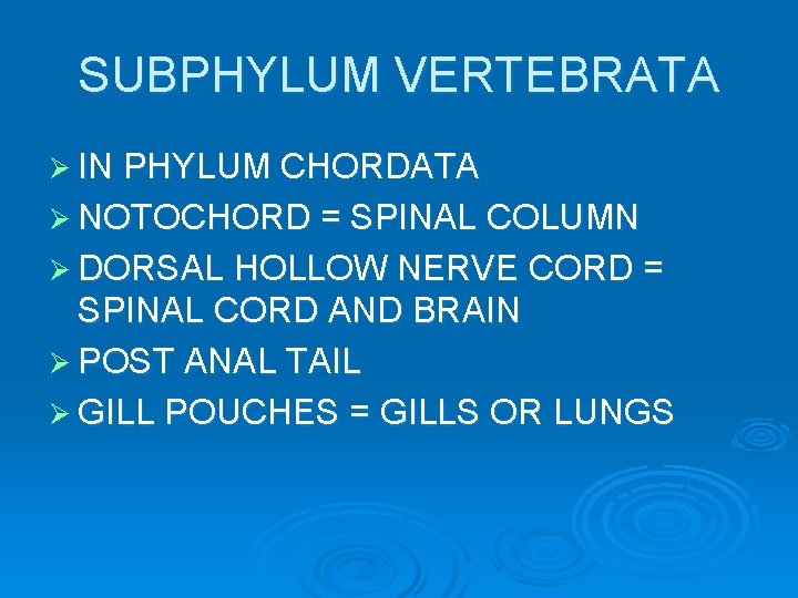 SUBPHYLUM VERTEBRATA Ø IN PHYLUM CHORDATA Ø NOTOCHORD = SPINAL COLUMN Ø DORSAL HOLLOW SUBPHYLUM VERTEBRATA Ø IN PHYLUM CHORDATA Ø NOTOCHORD = SPINAL COLUMN Ø DORSAL HOLLOW