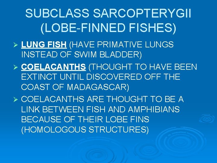 SUBCLASS SARCOPTERYGII (LOBE-FINNED FISHES) LUNG FISH (HAVE PRIMATIVE LUNGS INSTEAD OF SWIM BLADDER) Ø SUBCLASS SARCOPTERYGII (LOBE-FINNED FISHES) LUNG FISH (HAVE PRIMATIVE LUNGS INSTEAD OF SWIM BLADDER) Ø