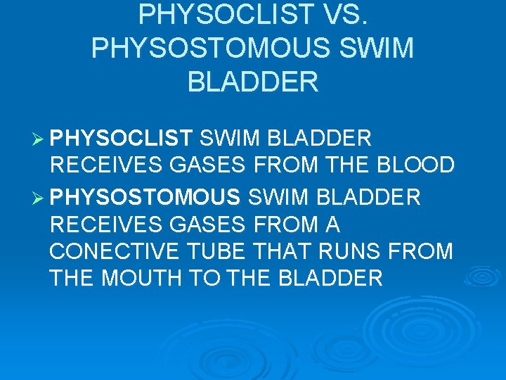 PHYSOCLIST VS. PHYSOSTOMOUS SWIM BLADDER Ø PHYSOCLIST SWIM BLADDER RECEIVES GASES FROM THE BLOOD PHYSOCLIST VS. PHYSOSTOMOUS SWIM BLADDER Ø PHYSOCLIST SWIM BLADDER RECEIVES GASES FROM THE BLOOD