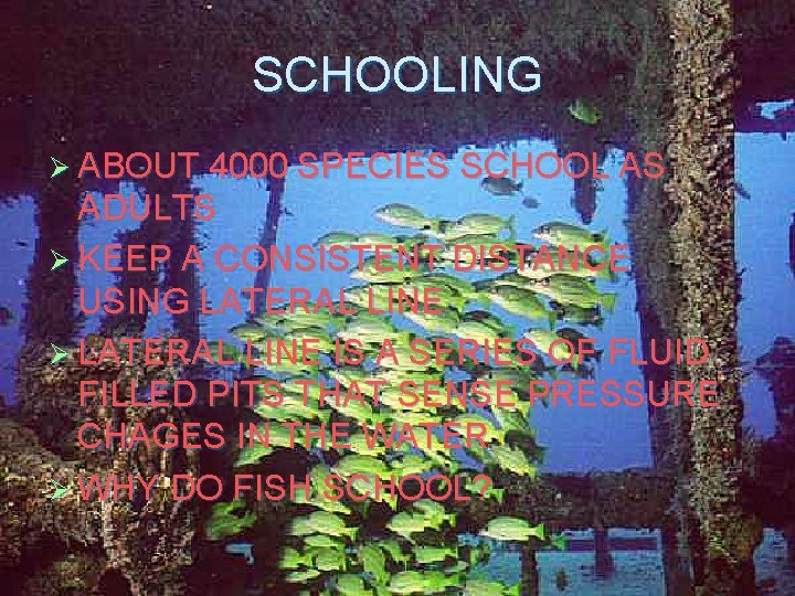 SCHOOLING Ø ABOUT 4000 SPECIES SCHOOL AS ADULTS Ø KEEP A CONSISTENT DISTANCE USING SCHOOLING Ø ABOUT 4000 SPECIES SCHOOL AS ADULTS Ø KEEP A CONSISTENT DISTANCE USING
