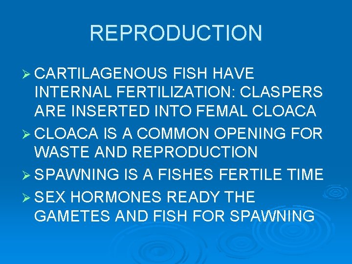REPRODUCTION Ø CARTILAGENOUS FISH HAVE INTERNAL FERTILIZATION: CLASPERS ARE INSERTED INTO FEMAL CLOACA Ø REPRODUCTION Ø CARTILAGENOUS FISH HAVE INTERNAL FERTILIZATION: CLASPERS ARE INSERTED INTO FEMAL CLOACA Ø