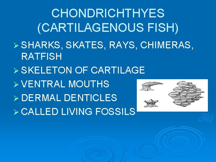 CHONDRICHTHYES (CARTILAGENOUS FISH) Ø SHARKS, SKATES, RAYS, CHIMERAS, RATFISH Ø SKELETON OF CARTILAGE Ø CHONDRICHTHYES (CARTILAGENOUS FISH) Ø SHARKS, SKATES, RAYS, CHIMERAS, RATFISH Ø SKELETON OF CARTILAGE Ø