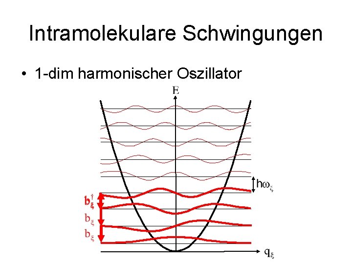 Intramolekulare Schwingungen • 1 -dim harmonischer Oszillator 