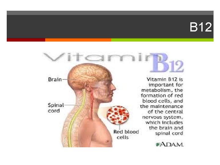 B 12 