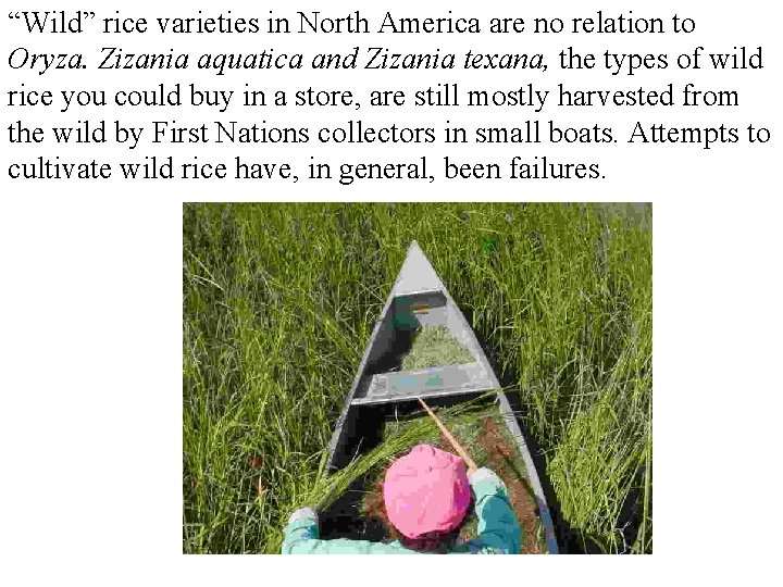 “Wild” rice varieties in North America are no relation to Oryza. Zizania aquatica and