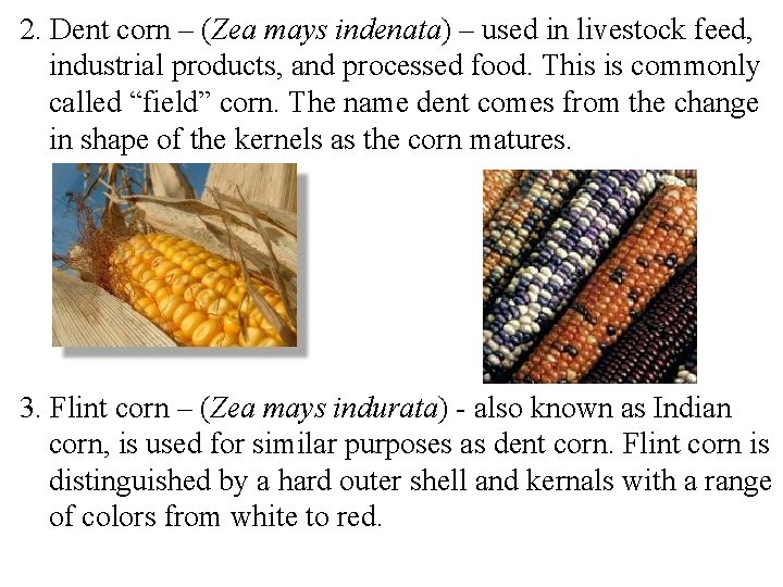 2. Dent corn – (Zea mays indenata) – used in livestock feed, industrial products,
