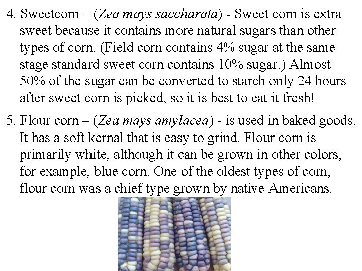  4. Sweetcorn – (Zea mays saccharata) - Sweet corn is extra sweet because