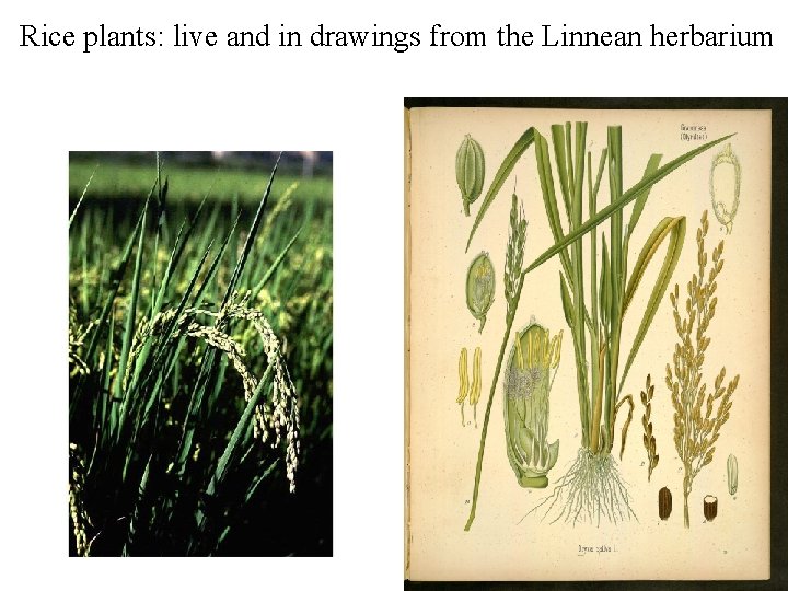 Rice plants: live and in drawings from the Linnean herbarium 