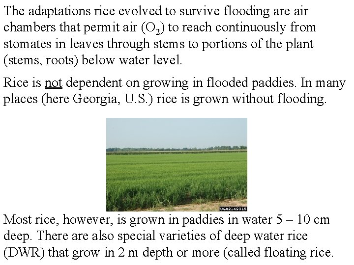 The adaptations rice evolved to survive flooding are air chambers that permit air (O