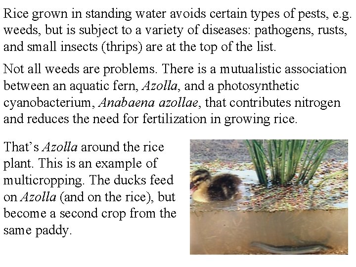 Rice grown in standing water avoids certain types of pests, e. g. weeds, but