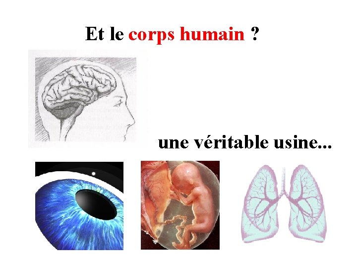 Et le corps humain ? une véritable usine. . . 