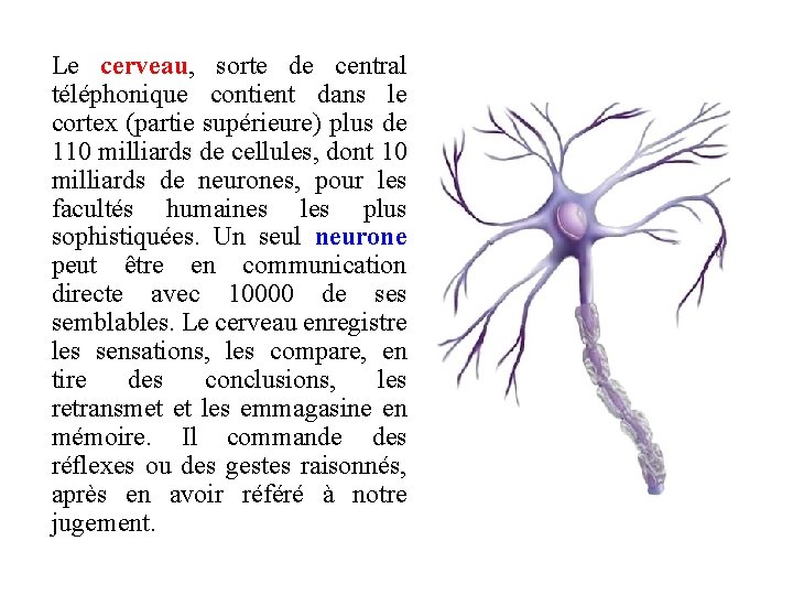 Le cerveau, sorte de central téléphonique contient dans le cortex (partie supérieure) plus de