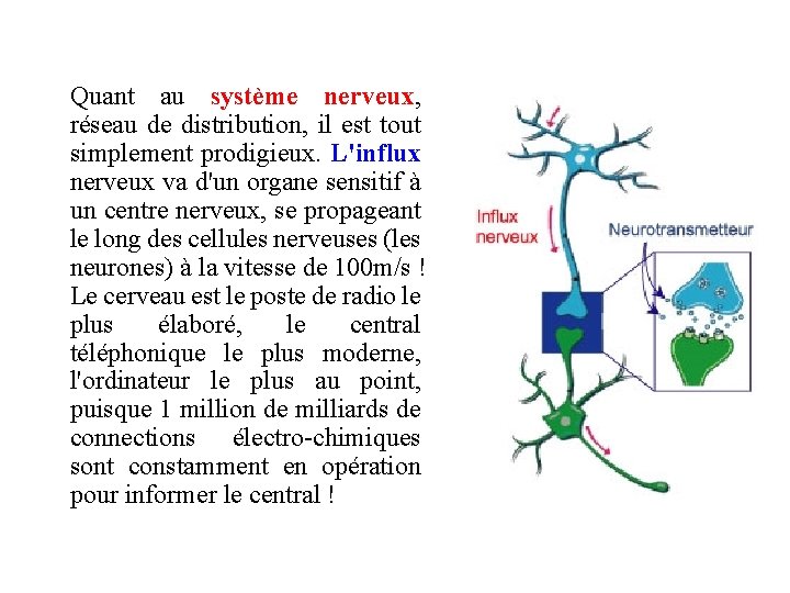 Quant au système nerveux, réseau de distribution, il est tout simplement prodigieux. L'influx nerveux