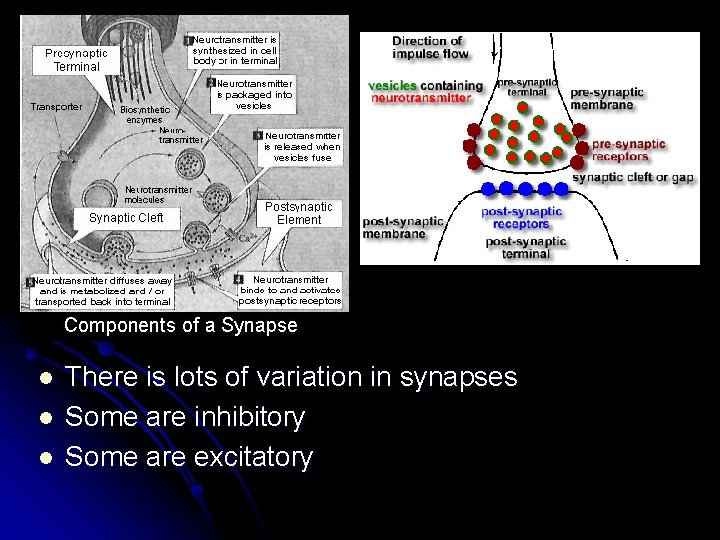 l l l There is lots of variation in synapses Some are inhibitory Some