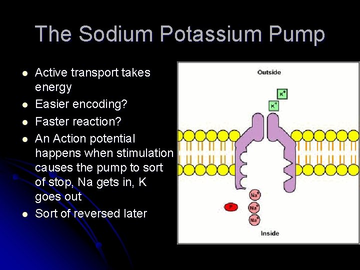 The Sodium Potassium Pump l l l Active transport takes energy Easier encoding? Faster