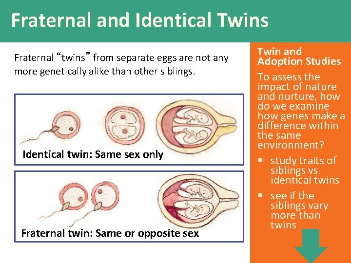 Fraternal and Identical Twins Fraternal “twins” from separate eggs are not any more genetically