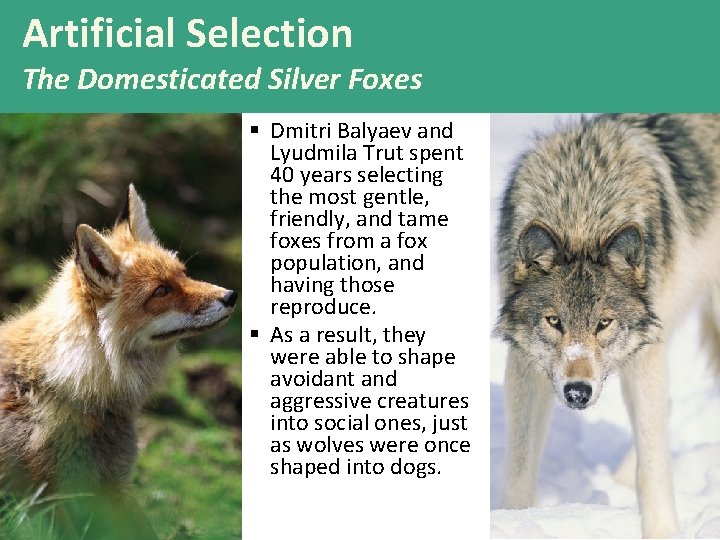 Artificial Selection The Domesticated Silver Foxes § Dmitri Balyaev and Lyudmila Trut spent 40