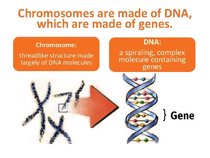 Chromosomes are made of DNA, which are made of genes. Chromosome: threadlike structure made