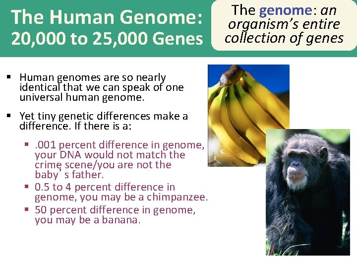 The Human Genome: 20, 000 to 25, 000 Genes § Human genomes are so