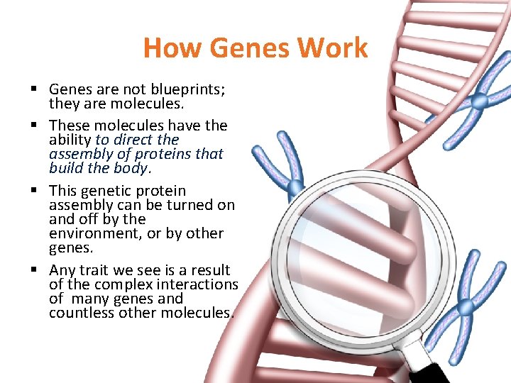 How Genes Work § Genes are not blueprints; they are molecules. § These molecules