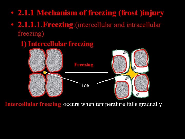  • 2. 1. 1 Mechanism of freezing (frost )injury • 2. 1. 1.