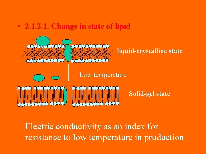  • 2. 1. Change in state of lipid liquid-crystalline state Low temperature Solid-gel