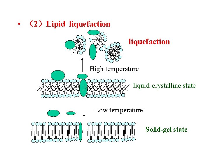  • （2）Lipid liquefaction High temperature liquid-crystalline state Low temperature Solid-gel state 