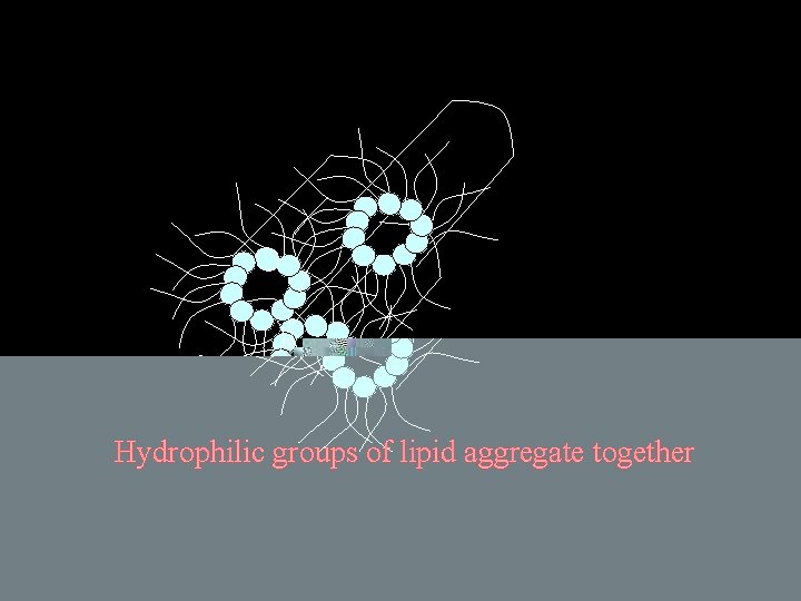 Hydrophilic groups of lipid aggregate together 