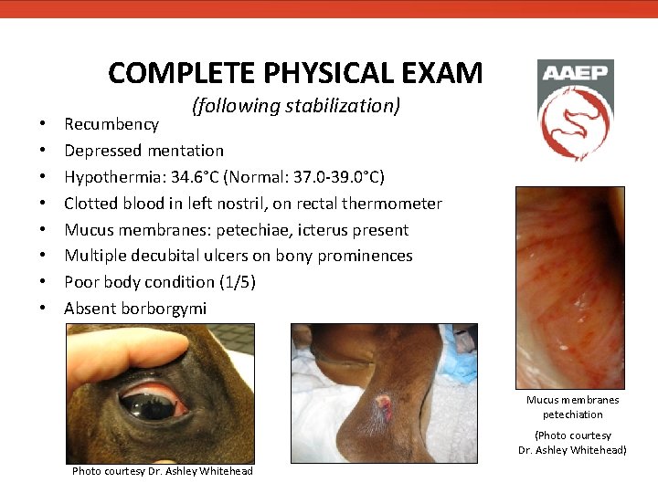 COMPLETE PHYSICAL EXAM • • (following stabilization) Recumbency Depressed mentation Hypothermia: 34. 6°C (Normal: COMPLETE PHYSICAL EXAM • • (following stabilization) Recumbency Depressed mentation Hypothermia: 34. 6°C (Normal: