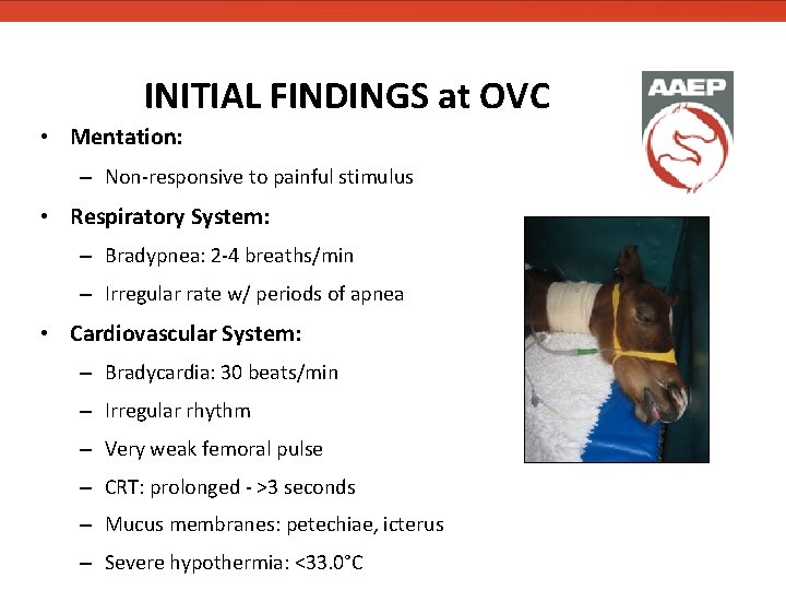 INITIAL FINDINGS at OVC • Mentation: – Non-responsive to painful stimulus • Respiratory System: INITIAL FINDINGS at OVC • Mentation: – Non-responsive to painful stimulus • Respiratory System: