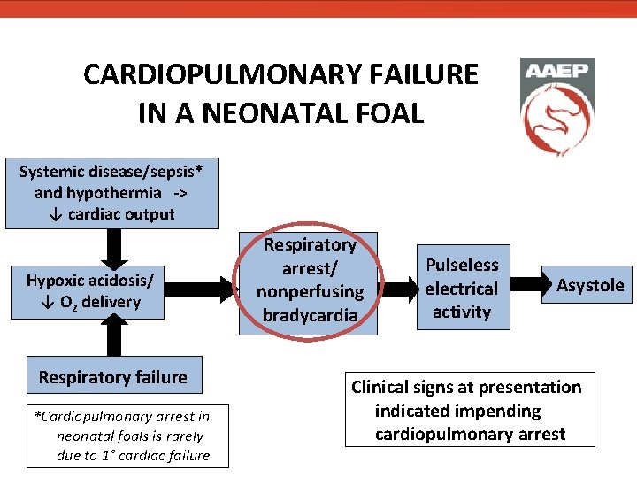 CARDIOPULMONARY FAILURE IN A NEONATAL FOAL Systemic disease/sepsis* and hypothermia -> ↓ cardiac output CARDIOPULMONARY FAILURE IN A NEONATAL FOAL Systemic disease/sepsis* and hypothermia -> ↓ cardiac output