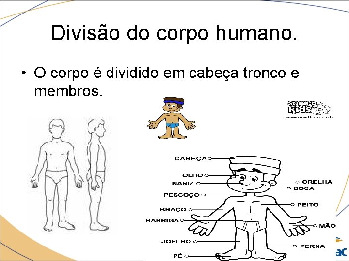 Divisão do corpo humano. • O corpo é dividido em cabeça tronco e membros.