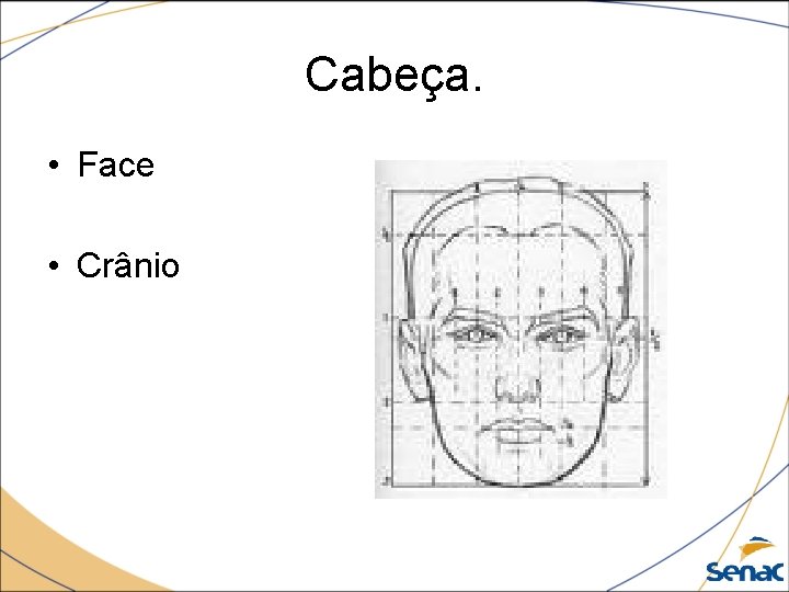 Cabeça. • Face • Crânio 
