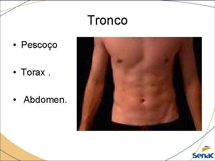 Tronco • Pescoço • Torax. • Abdomen. 