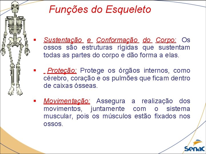 Funções do Esqueleto § Sustentação e Conformação do Corpo: Os ossos são estruturas rígidas