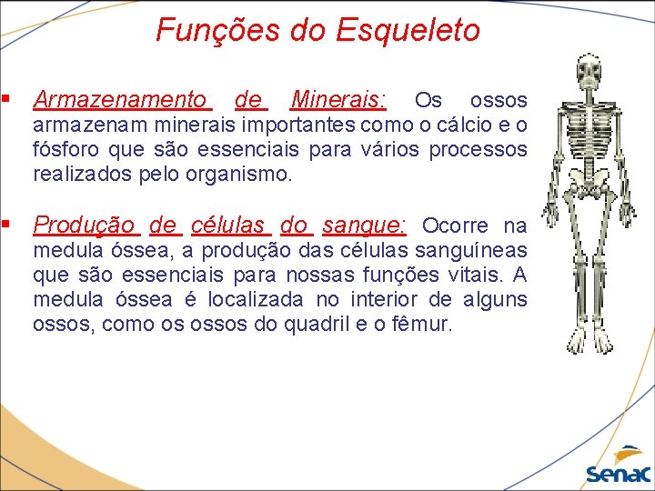 Funções do Esqueleto § Armazenamento de Minerais: Os ossos armazenam minerais importantes como o