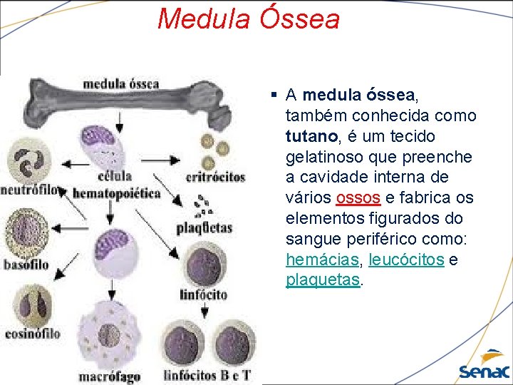 Medula Óssea § A medula óssea, também conhecida como tutano, é um tecido gelatinoso