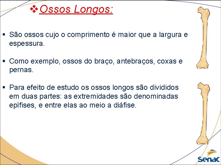 v. Ossos Longos: § São ossos cujo o comprimento é maior que a largura