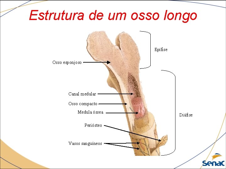 Estrutura de um osso longo Epífise Osso esponjoso Canal medular Osso compacto Medula óssea
