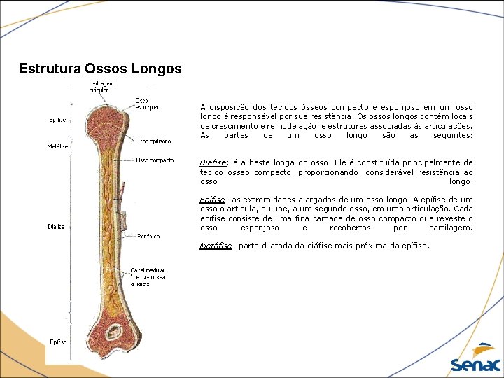 Estrutura Ossos Longos A disposição dos tecidos ósseos compacto e esponjoso em um osso