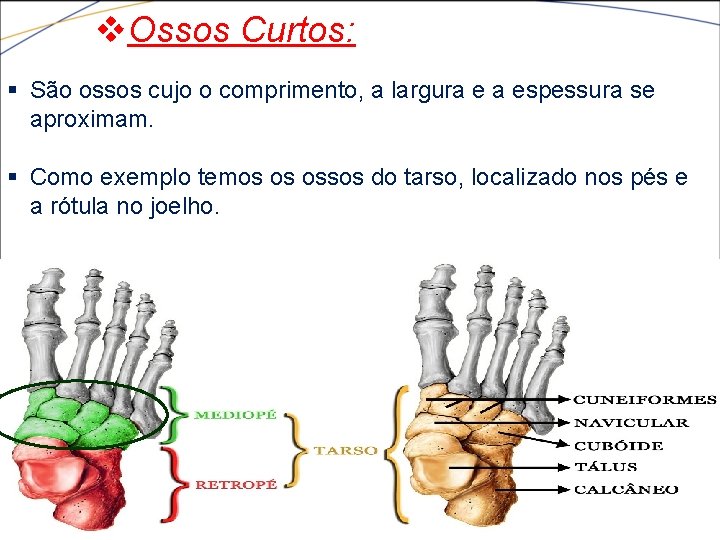 v. Ossos Curtos: § São ossos cujo o comprimento, a largura e a espessura