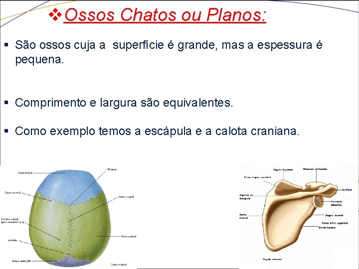 v. Ossos Chatos ou Planos: § São ossos cuja a superfície é grande, mas