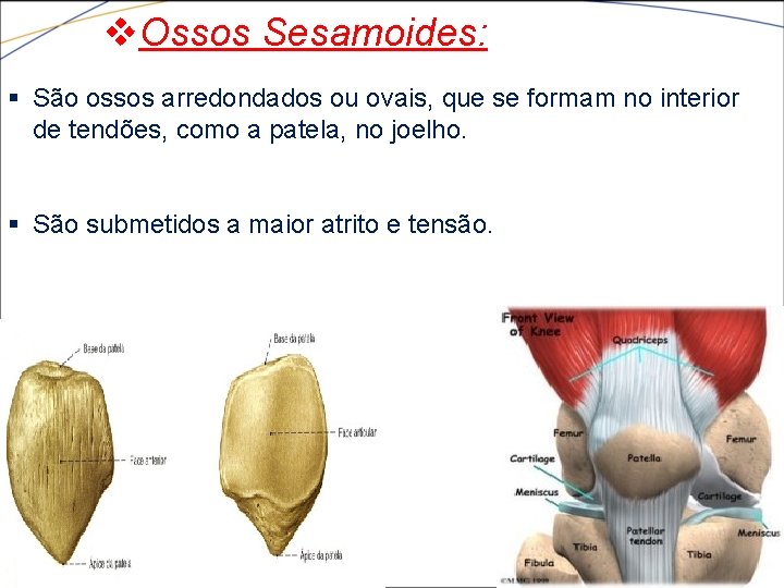 v. Ossos Sesamoides: § São ossos arredondados ou ovais, que se formam no interior
